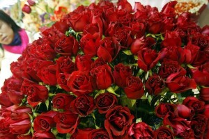 深入解析67朵玫瑰花花语的含义（玫瑰花语的奥秘与解读）