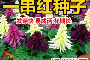 红种子的种植秘籍（以一串红种子为主题的种植实践与经验分享）