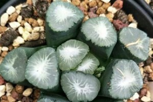多肉万象怎么养殖出状态？（从土壤到施肥，教你打造健康多肉植物）