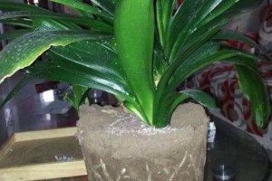 板结土下的适合种植的植物（探究板结土的特性及适合生长的植物种类）