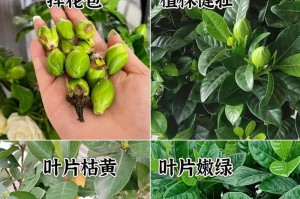 栀子花叶子为何掉光，解决方法大揭秘！（栀子花掉叶的原因及防治措施，轻松拯救花园的明珠）