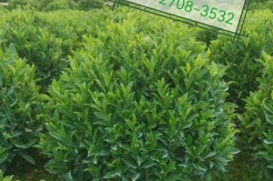 非洲茉莉养殖方法与注意事项（打造芳香怡人的绿色世界）