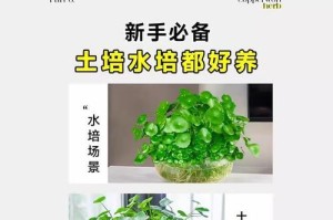 盆栽养护（从根源入手，打造纯净盆栽环境）