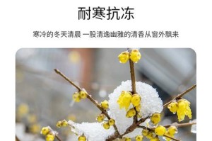 院子里种红梅，一种别样的美