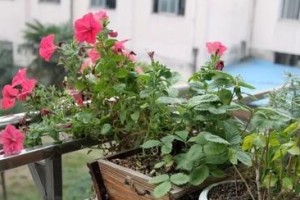 金枝玉叶喜阴还是喜阳光？一文解答！（探究植物喜阴喜阳的原因以及如何栽培金枝玉叶）