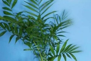 凤尾竹太高怎么办？（凤尾竹修剪技巧及注意事项）