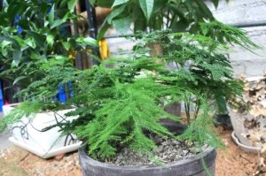 文竹不仅仅是盆栽植物（探究文竹的真实身份及其栽培注意事项）