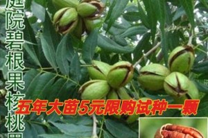 碧根果树的果实丰收之路（多年生碳固定树种的成功案例）
