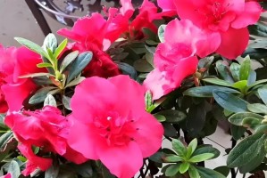 杜鹃花水浇多了怎么办？（水浇多了会对杜鹃花造成哪些影响？）
