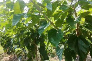 种植桑树，家庭养蚕不再难（如何在家种植桑树，让您轻松养蚕）