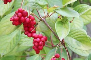 五味子的成熟季节和上市时间（秋季是五味子成熟和上市的最佳时期）