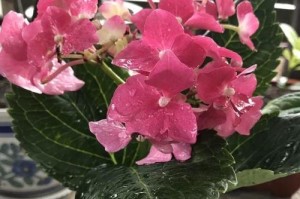花叶子从外往里干的原因与影响（揭示花叶子枯萎的根本问题，保护植物生长）