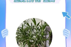 以黄叶的开运竹——如何照顾和栽培（黄叶开运竹的关键技巧，轻松享受幸福和好运）