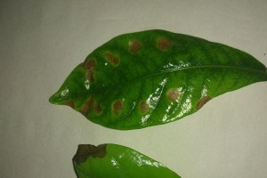 栀子花叶上有虫子了怎么办？（解决栀子花叶虫害的有效方法）