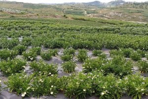 人参的种植全过程（从播种到收获，助你走向人参之路）