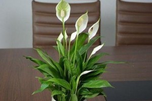 白掌的花语与象征（清雅高洁，寓意深远）
