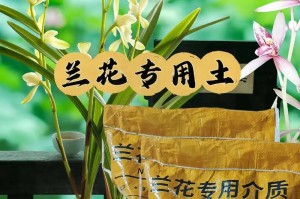 兰花施肥的最佳肥料选择（从种类、质量到用法详解优质兰花施肥）