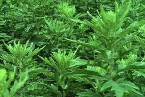 认识艾草——一种神奇的中草药（了解艾草的外形、药效和用途）