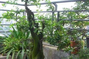 探秘神奇的金弹子植物（一种具有药用和观赏价值的独特植物）