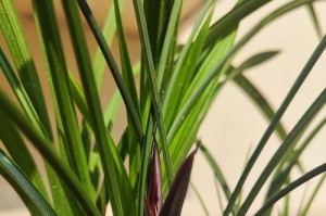 墨兰叶子发黄的原因及处理方法（墨兰叶子发黄，如何拯救植物健康？）