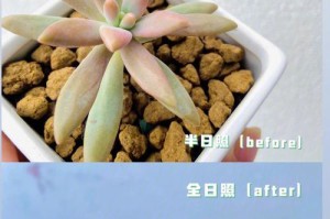 多肉植物缺少光照的影响与应对方法（探究多肉植物生长中光照不足的影响及解决方案）