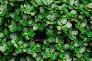 如何正确浇水网纹草？（浇水时间、方法与注意事项）
