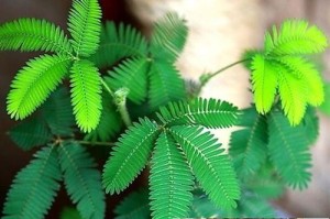 含羞草种子发芽时间探究（了解含羞草种子发芽的时间及其影响因素）