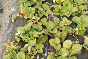 草莓不开花的原因和解决方法（如何预防草莓不开花？草莓不开花怎么办？）