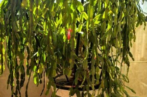 蟹爪兰换盆后烂根了怎么办？（教你修复烂根蟹爪兰的有效方法）
