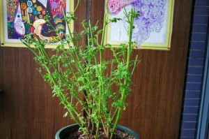 小木槿应该用大盆还是小盆？（优劣分析，选择适合的栽培方式）