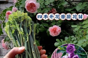 北方蔷薇的养殖技巧（打造迷人花园，北方蔷薇养护全攻略）