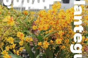 梦香兰花期与生长特点（探究梦香兰花期长短及生长条件的影响因素）