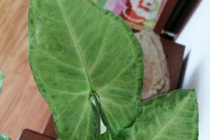合果芋修剪技巧（让你的合果芋更美观实用）