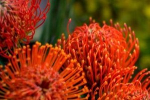 五瓣花的花语与寓意（赏花中寻味，解读五瓣花蕊的深意）