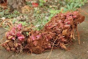 雪莲果种植全攻略（适合种植的月份、种植技巧、养护方法等详解）