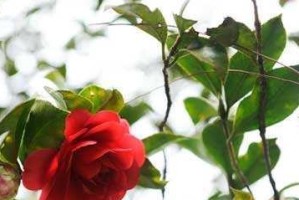 茶花能否在冬天存活？（解析茶花冬季适应能力与保护措施。）
