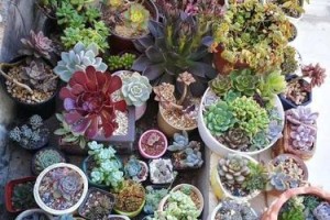 白凤菊的养殖方法及技巧（打造美丽花坛，从白凤菊开始）