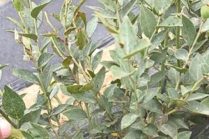 蓝莓生长温度的影响（探讨蓝莓在不同温度下的生长情况）