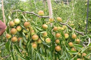 冬枣种植的适宜条件（从土壤、气候、光照等方面分析冬枣种植的适宜条件）