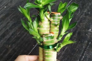 荷花竹水培养殖方法详解（从选种到繁殖，让你轻松掌握荷花竹的养殖技巧）