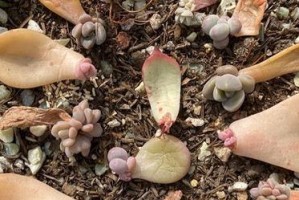 火焰蒂亚繁殖方法与注意事项（热爱植物人必看！学会这些方法，让你的火焰蒂亚生机勃勃）
