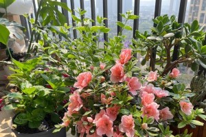 杜鹃花的养殖技巧（打造美丽花园，从养杜鹃开始）