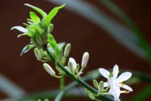 一探木香花的光照习性，让花开得更美丽（一探木香花的光照习性，让花开得更美丽）