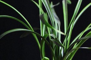 兰花不开花的原因及解决方法（为何兰花不开花？解决方法你需要知道！）