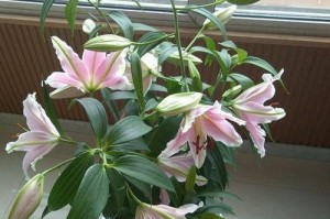 香水百合的存放与保养（如何让香水百合开花更久）