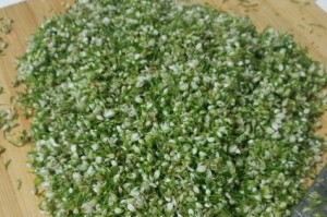 如何正确洗韭菜花？（掌握正确清洗方法，健康饮食从韭菜花开始）