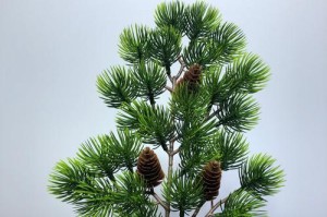 美人松的分类及特征（揭秘美人松是裸子植物的真相）