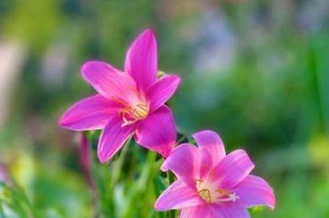 风雨兰的花语及其意义（了解风雨兰的花语，传递美好的心意）