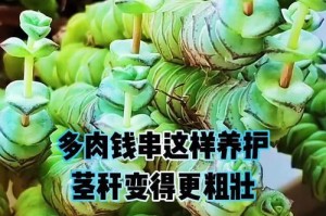 以钱串锦（打造肥美无比的枝繁叶茂）