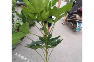 八角金盘——是草本还是木本？（探究八角金盘的性质与特点）